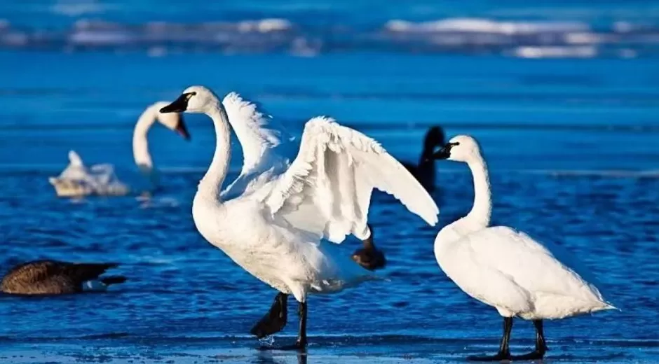 黄河滩毒死8只野生小天鹅?2人获刑!河南打击非法涉鸟专项行动来了-第9张图片- 黄河滩毒死8只野生小天鹅?2人获刑!河南打击非法涉鸟专项行动来了-第9张图片-