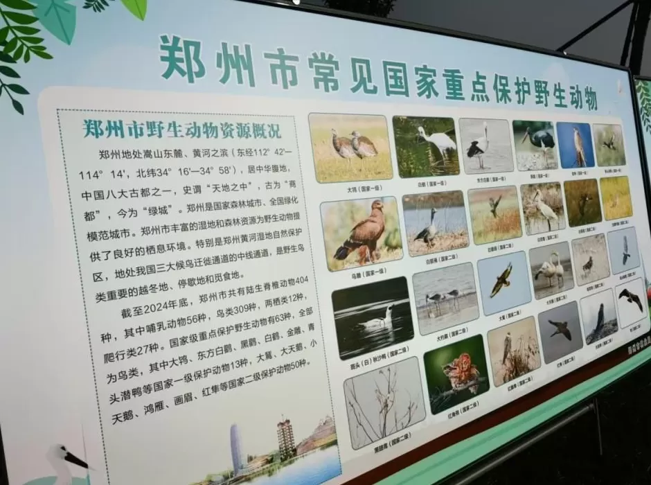 黄河滩毒死8只野生小天鹅?2人获刑!河南打击非法涉鸟专项行动来了-第8张图片- 黄河滩毒死8只野生小天鹅?2人获刑!河南打击非法涉鸟专项行动来了-第8张图片-