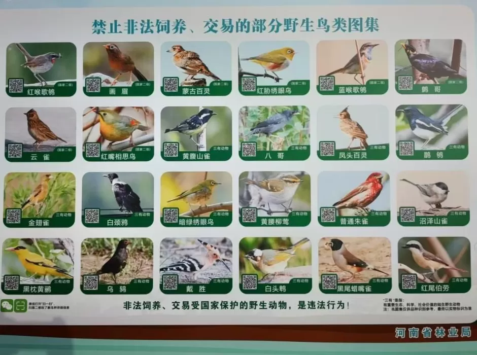 黄河滩毒死8只野生小天鹅?2人获刑!河南打击非法涉鸟专项行动来了-第11张图片- 黄河滩毒死8只野生小天鹅?2人获刑!河南打击非法涉鸟专项行动来了-第11张图片-