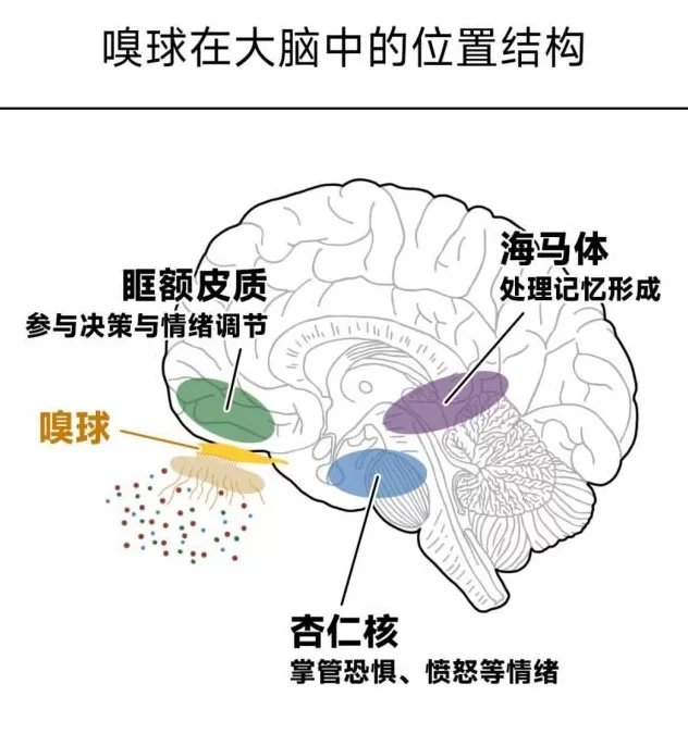 大脑变老的迹象，竟是从鼻子开始的？-第5张图片-