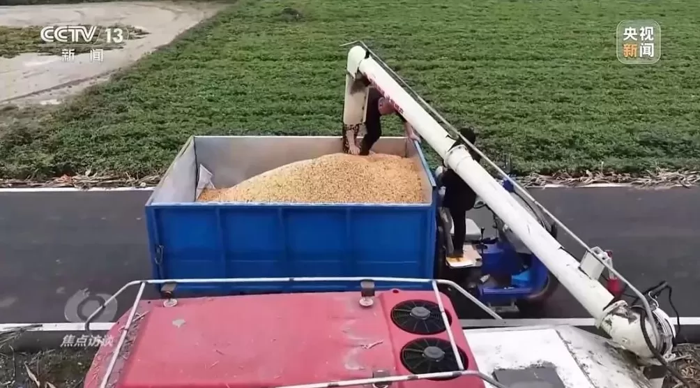 黄淮地区持续阴雨，如何克服秋收变质问题-第7张图片-