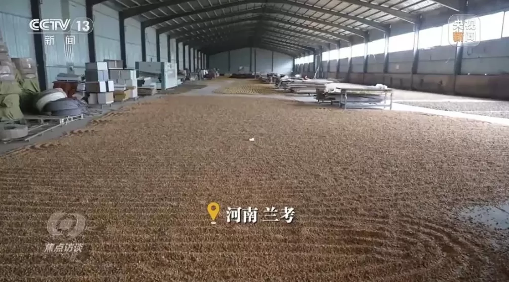 黄淮地区持续阴雨，如何克服秋收变质问题-第5张图片-