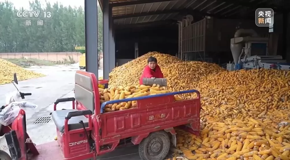 黄淮地区持续阴雨，如何克服秋收变质问题-第8张图片-