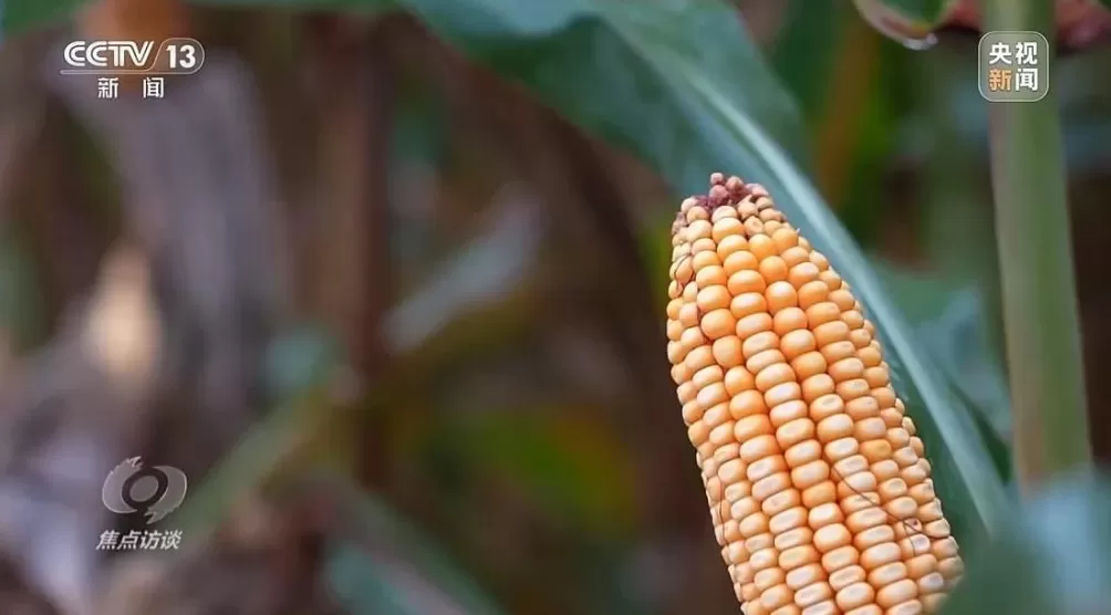 黄淮地区持续阴雨，如何克服秋收变质问题-第11张图片-