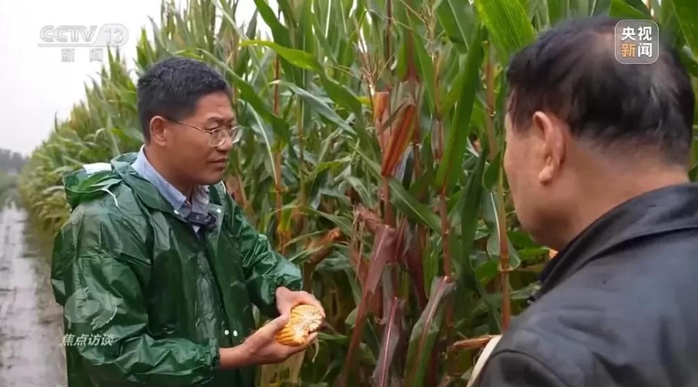 黄淮地区持续阴雨，如何克服秋收变质问题-第10张图片-