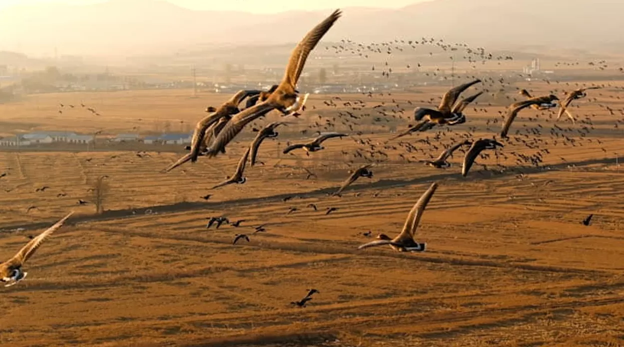 《我们的国家公园》第三季：8K视角呈现国家公园生物多样性-第2张图片-