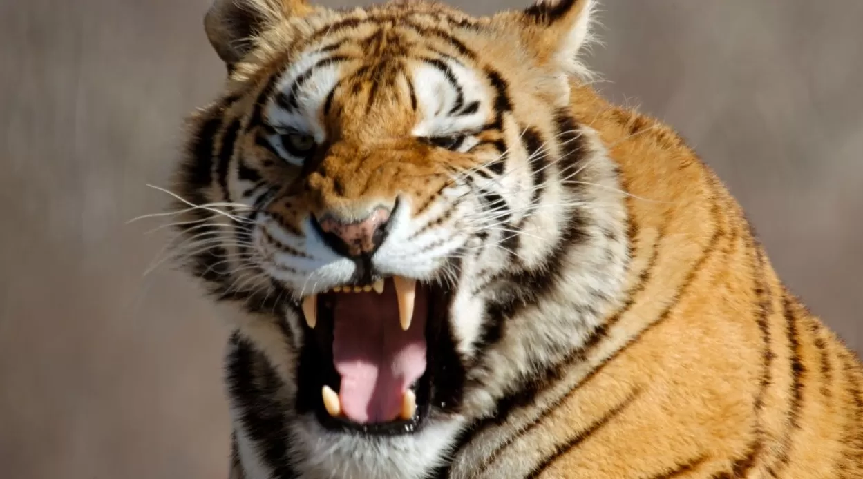 《我们的国家公园》第三季：8K视角呈现国家公园生物多样性-第3张图片-