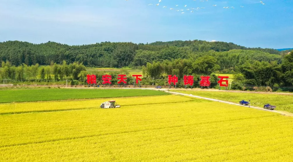 粮安天下的建宁护航：数字化赋能杂交稻制种第一县，再造农业新模式-第1张图片-