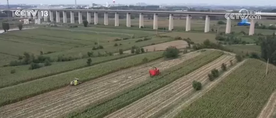 阴雨天气带来严峻考验，各地如何打好秋粮“保卫战”？-第6张图片-