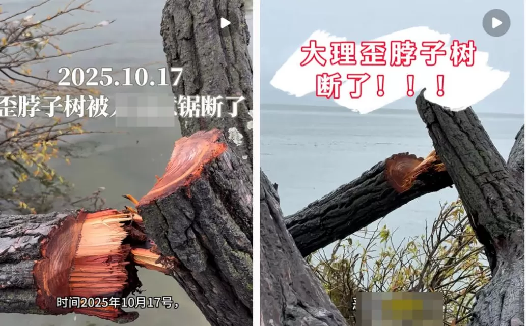 摄影师反映大理洱海网红“歪脖子树”多处被锯，管理局：正核查-第1张图片-