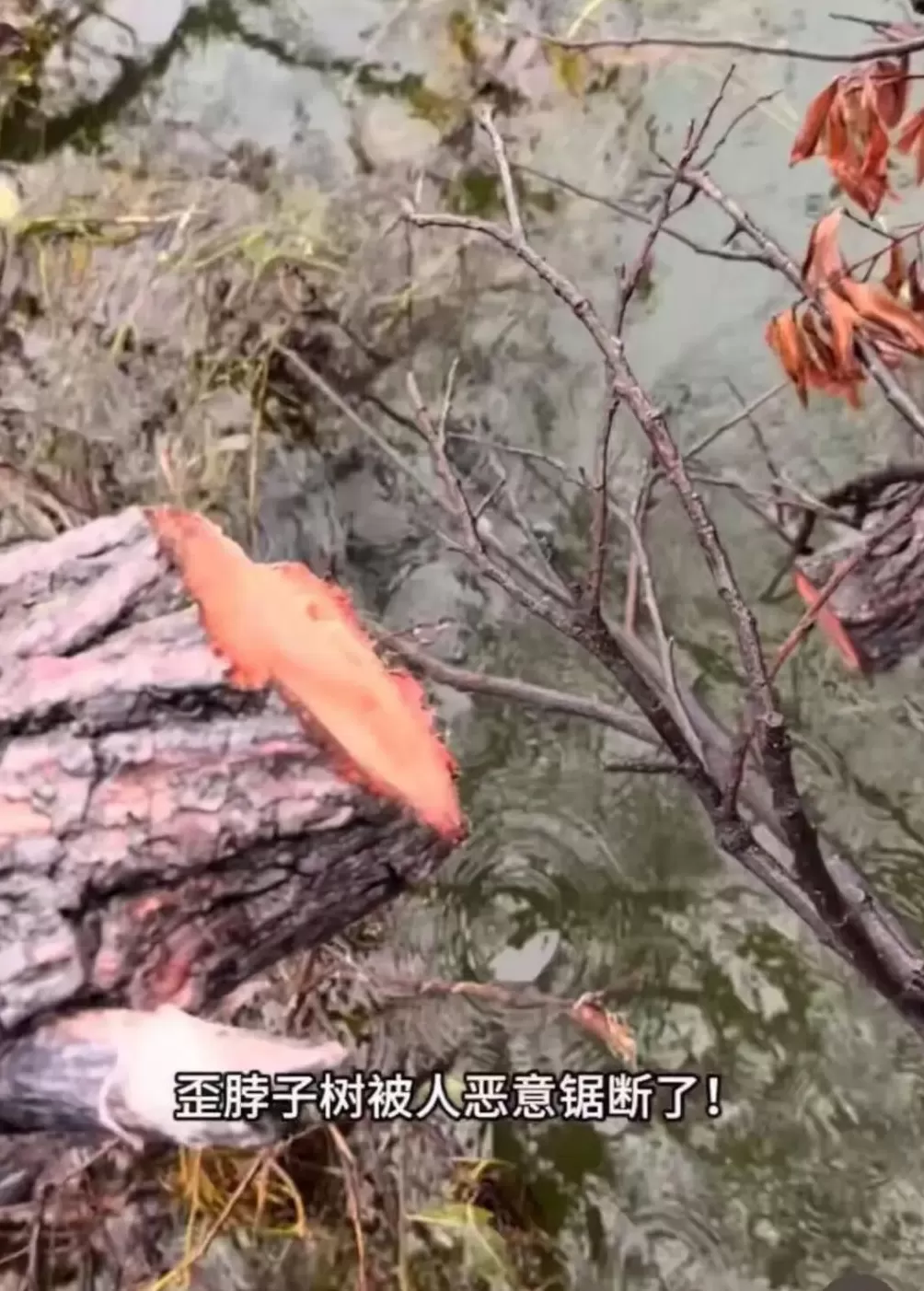 大理网红“歪脖子树”疑遭恶意锯断，当地回应-第2张图片-