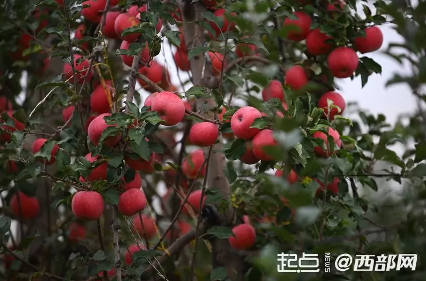 延安苹果今又“红”-第1张图片-