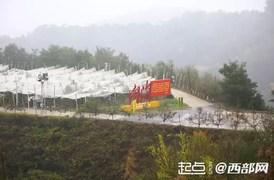 延安苹果今又“红”-第3张图片-
