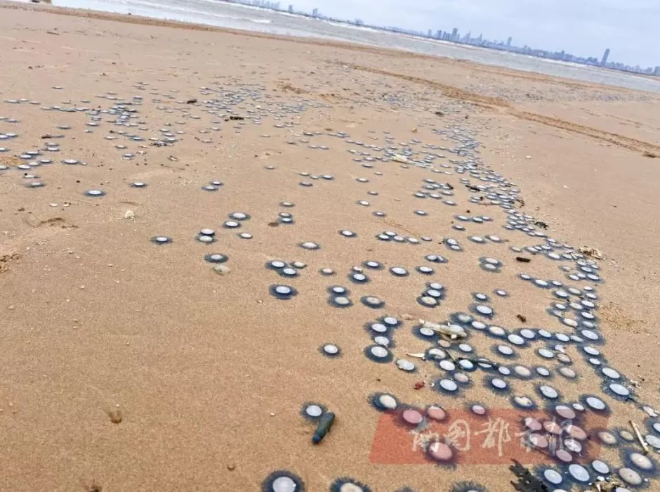 海南一海岸出现大量“银币水母”，密密麻麻铺满沙滩_腾讯新闻-第3张图片-