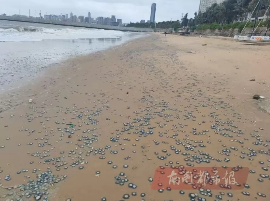 海南一海岸出现大量“银币水母”，密密麻麻铺满沙滩_腾讯新闻-第2张图片-