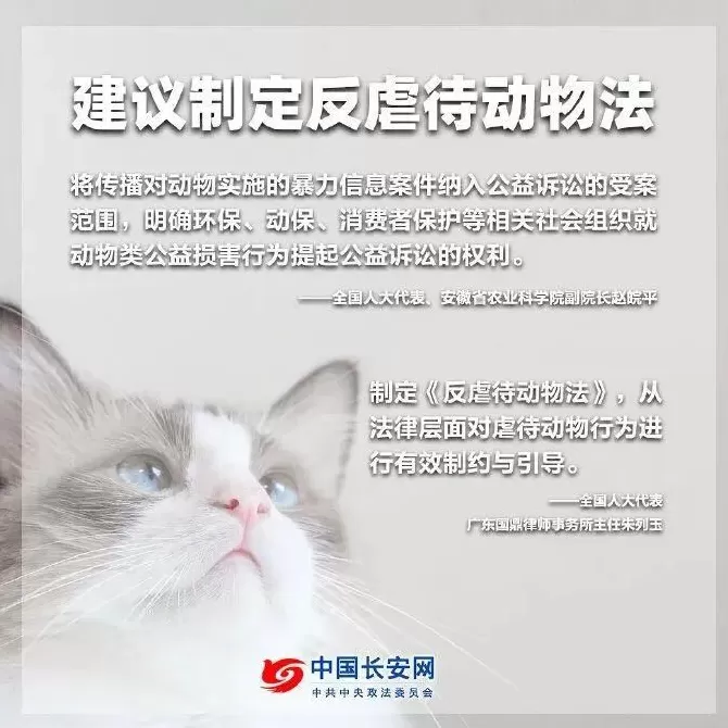 看到一只猫快被“弄死”，他为动物奔走八年-第3张图片-