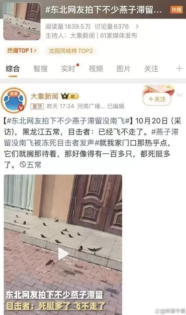 大量燕子滞留，不少冻死街头！它们为啥来不及往南飞？-第1张图片-