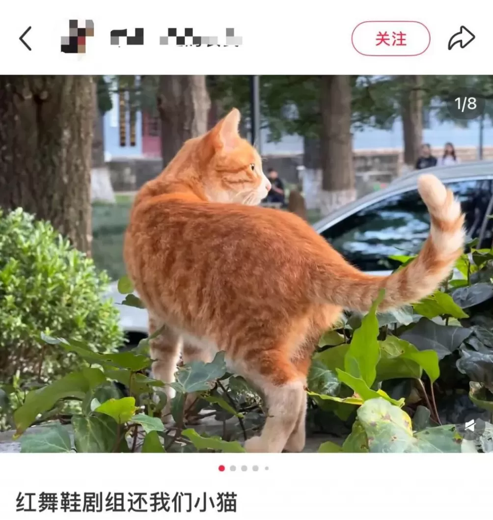 致歉声明突然消失！《红舞鞋》剧组再引争议-第1张图片-