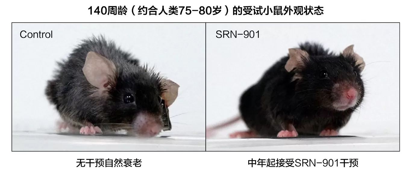 每月3000元买长寿：衰老抑制剂瑞拓龄走红，长寿药为何不再是天方夜谭？-第3张图片-