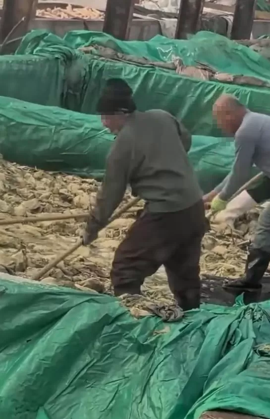 “男子在酸菜池抽烟、随口乱吐”引愤慨，辽宁葫芦岛市监部门回应-第1张图片-