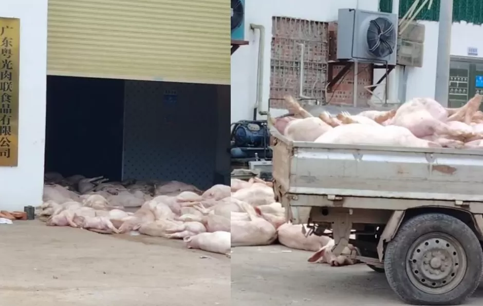 “死猪拉回来加工”，广东一肉联食品公司疑出现大量死猪，当地：已介入调查，暂未流入市场-第1张图片-