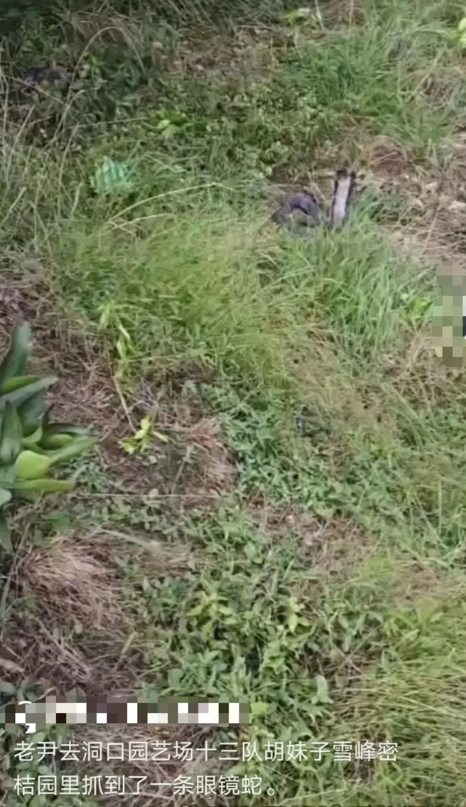 湖南邵阳一“直播抓蛇”网红被毒蛇咬伤后失联,嫌血清贵不打-第2张图片- 湖南邵阳一“直播抓蛇”网红被毒蛇咬伤后失联,嫌血清贵不打-第2张图片-