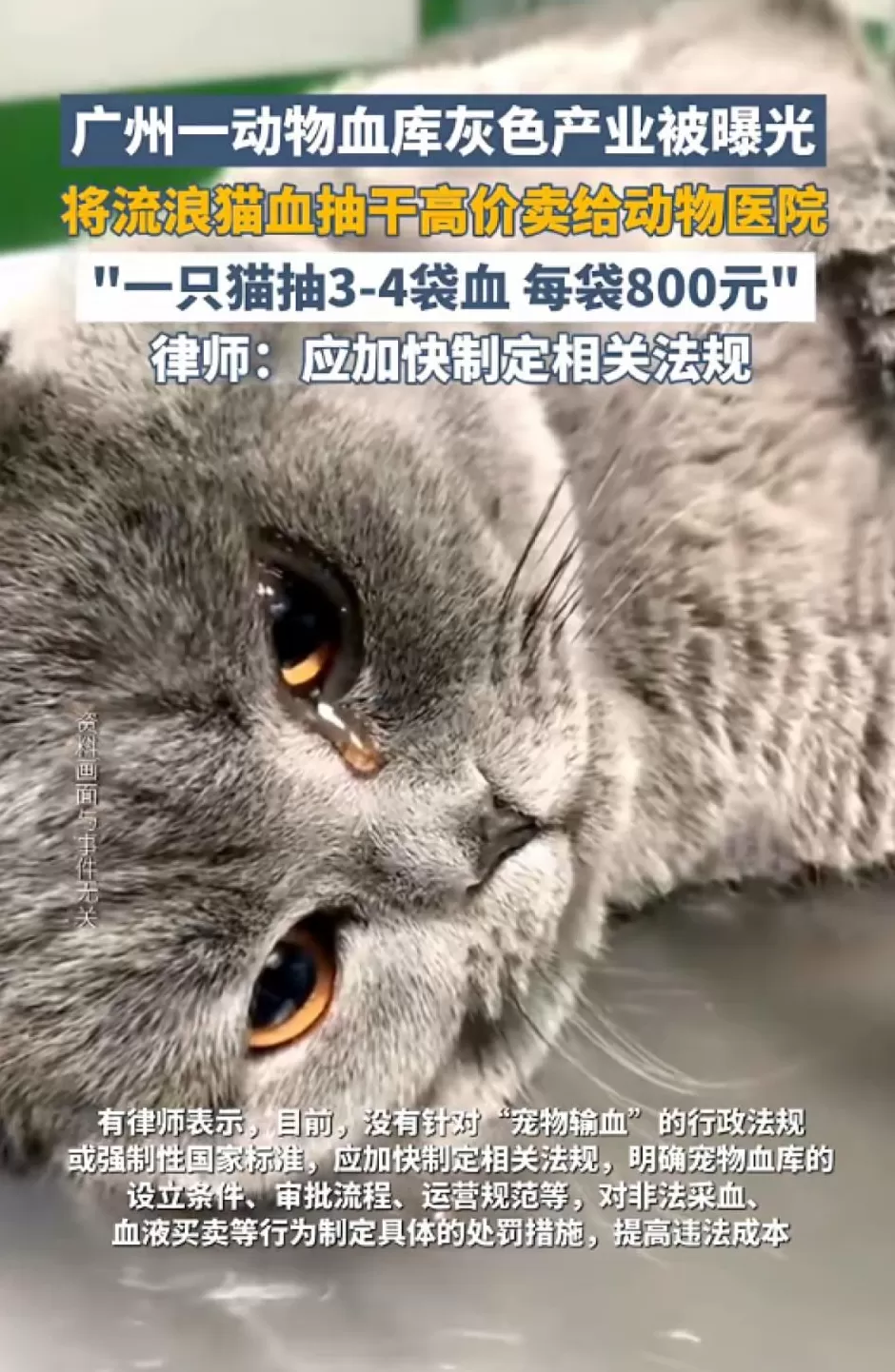 将流浪猫血抽干高价卖给宠物医院？广州一动物血库灰色产业被曝光-第1张图片-