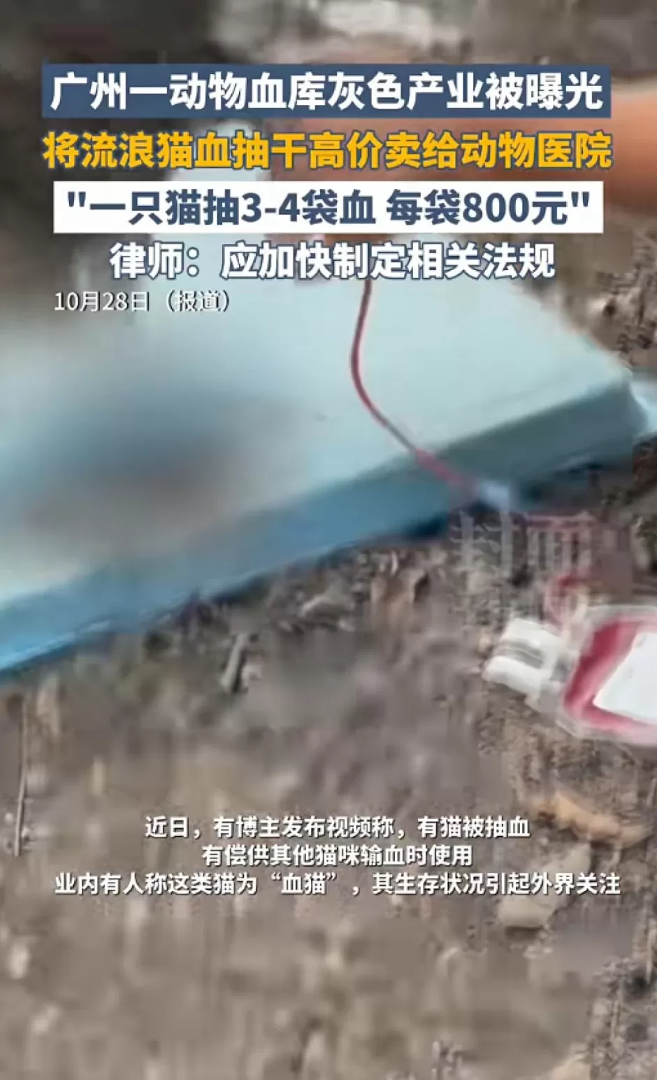 将流浪猫血抽干高价卖给宠物医院？广州一动物血库灰色产业被曝光-第2张图片-