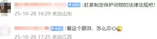 动物血库被指抽流浪猫血液牟利，当地回应：已关注到此事，正在办理中；律师：尚无相关法规-第1张图片-