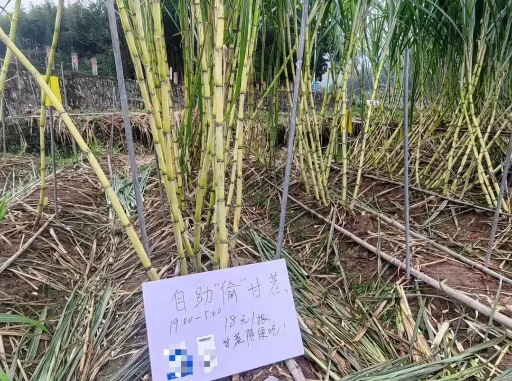 正大光明“偷”甘蔗，“小偷”们付了6000多元，图啥？-第1张图片-