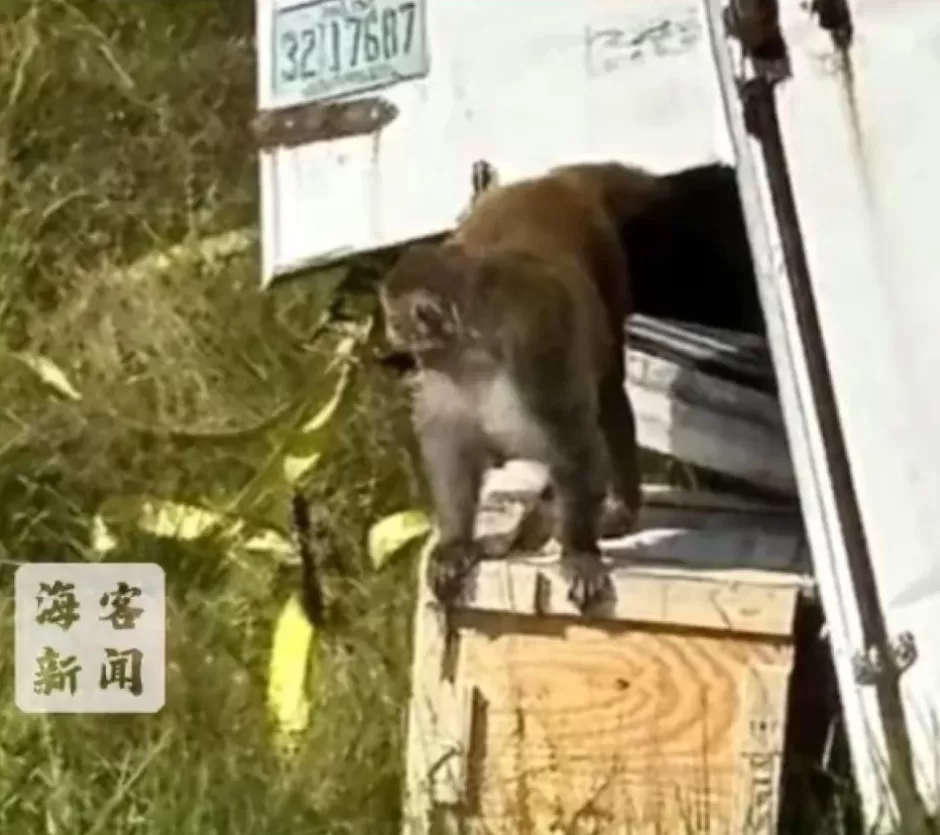 美国一卡车侧翻实验猴逃脱：被指携带新冠和丙肝等病毒，对人类具有攻击性-第1张图片-