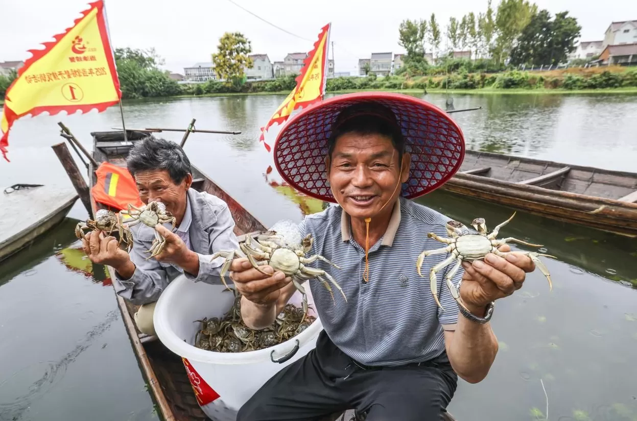 “蟹”逅新风口：当涂螃蟹的市场突围密码-第1张图片-