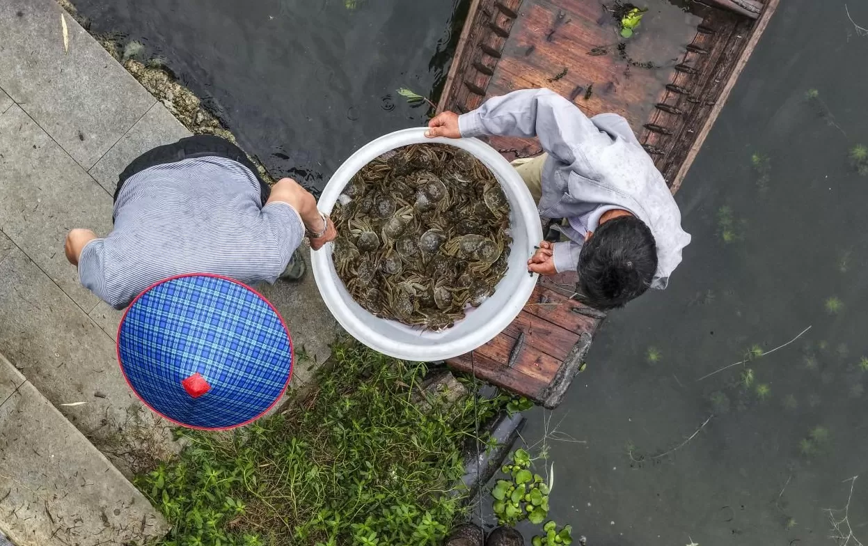 “蟹”逅新风口：当涂螃蟹的市场突围密码-第3张图片-