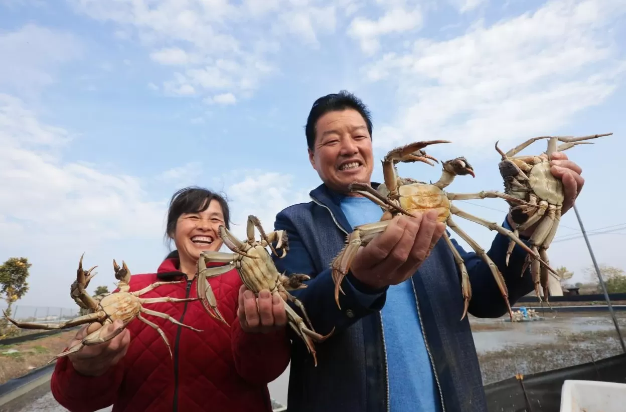 “蟹”逅新风口：当涂螃蟹的市场突围密码-第4张图片-