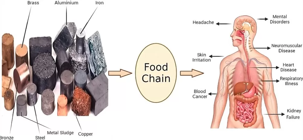 “毒土壤”有哪些重金属,会带来什么危害?来看一篇国际期刊论文总结-第2张图片- “毒土壤”有哪些重金属,会带来什么危害?来看一篇国际期刊论文总结-第2张图片-