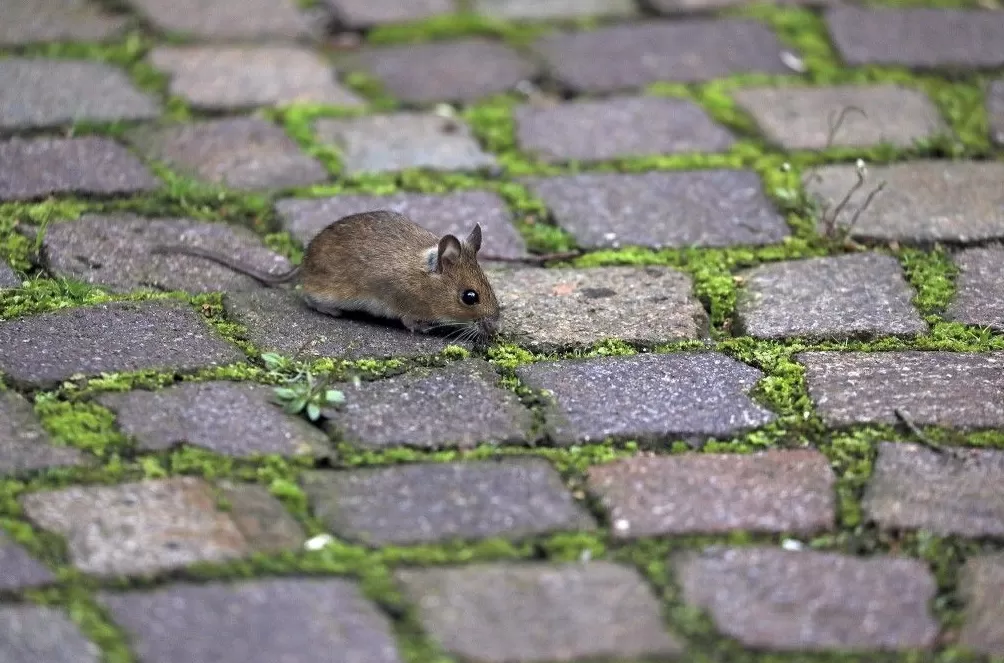 气候资讯|10月全球前沿气候科学研究&极端天气气候事件-第16张图片- 气候资讯|10月全球前沿气候科学研究&极端天气气候事件-第16张图片-