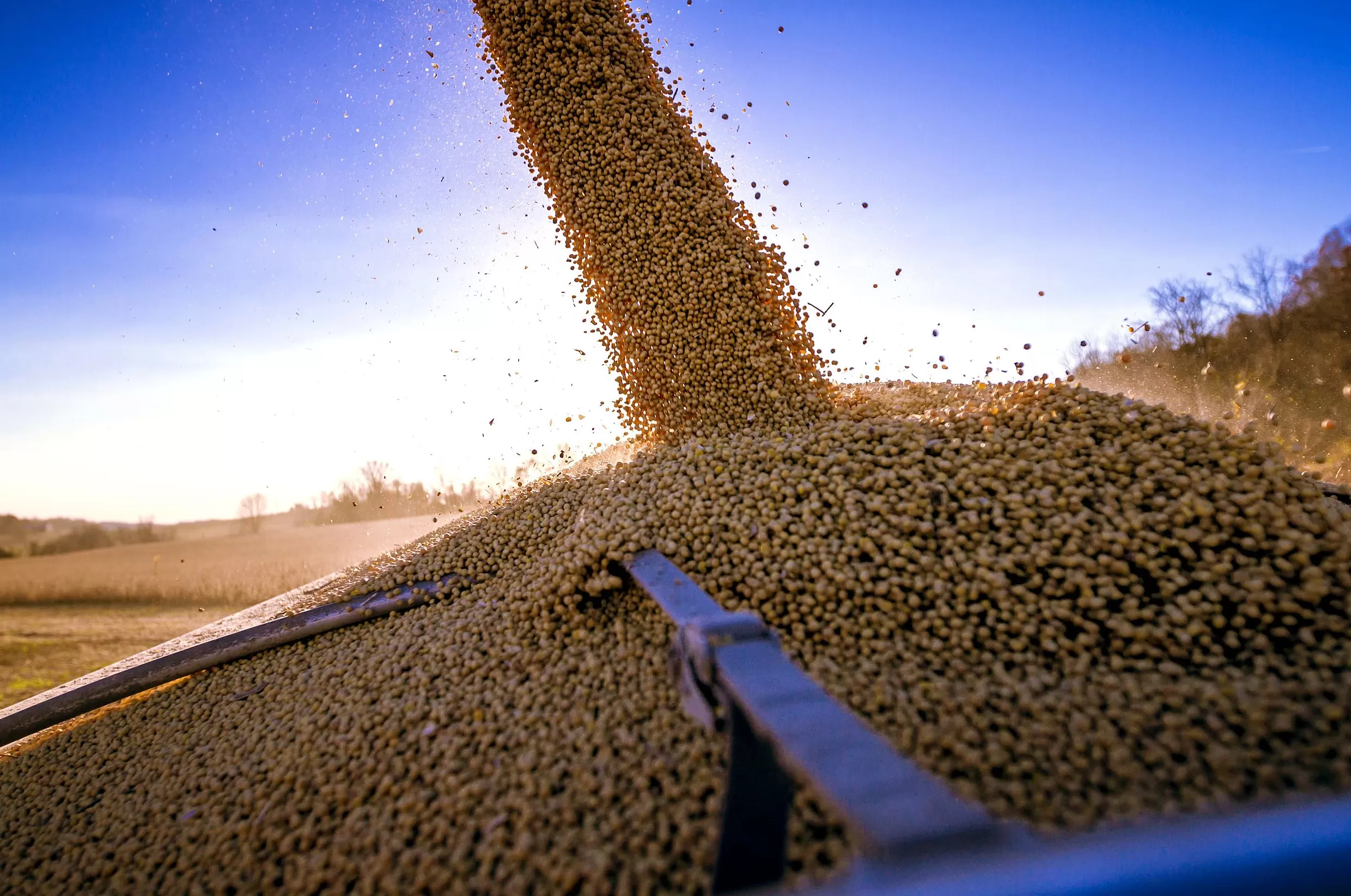 中国在本收获季首次从美国购买大豆?美国豆农急盼订单-第1张图片- 中国在本收获季首次从美国购买大豆?美国豆农急盼订单-第1张图片-