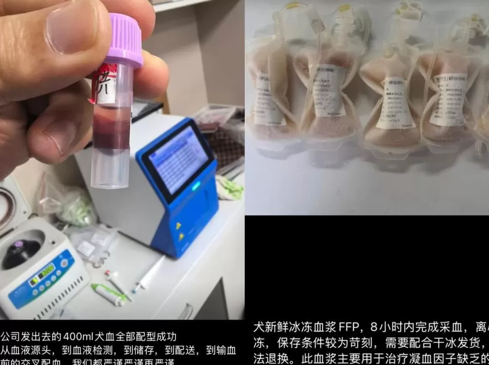 宠物输血乱象频发,“血猫血狗”何时能得立法保障?-第2张图片- 宠物输血乱象频发,“血猫血狗”何时能得立法保障?-第2张图片-