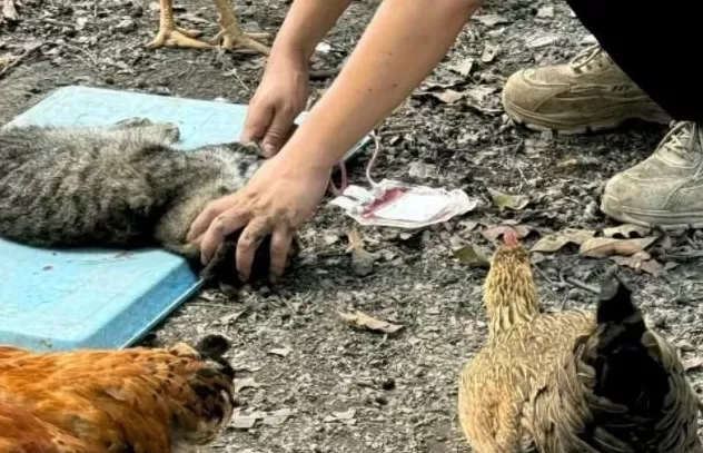 宠物输血乱象频发,“血猫血狗”何时能得立法保障?-第1张图片- 宠物输血乱象频发,“血猫血狗”何时能得立法保障?-第1张图片-