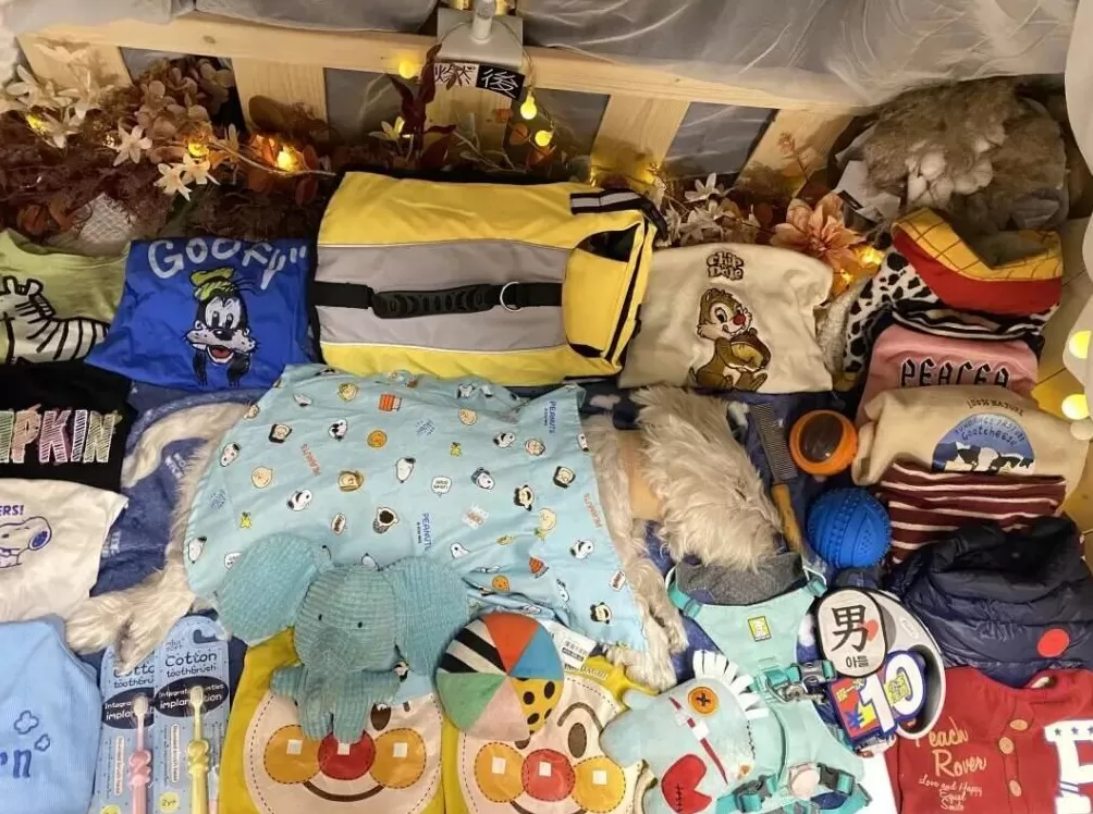 饲养13年小狗疑被投毒致死,她辞职为小狗追凶3年-第3张图片- 饲养13年小狗疑被投毒致死,她辞职为小狗追凶3年-第3张图片-