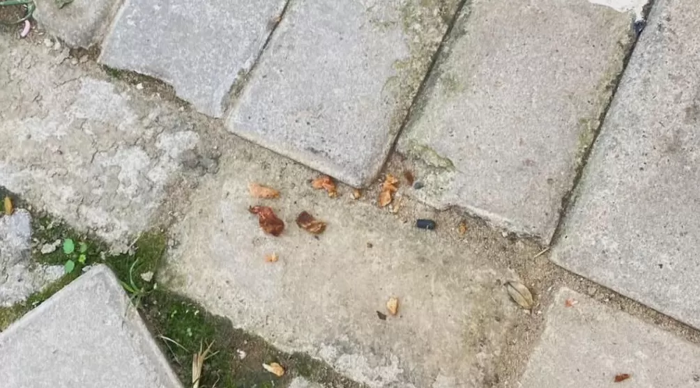 饲养13年小狗疑被投毒致死,她辞职为小狗追凶3年-第1张图片- 饲养13年小狗疑被投毒致死,她辞职为小狗追凶3年-第1张图片-