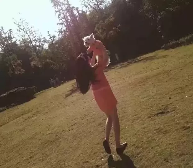 饲养13年小狗疑被投毒致死,她辞职为小狗追凶3年-第2张图片- 饲养13年小狗疑被投毒致死,她辞职为小狗追凶3年-第2张图片-