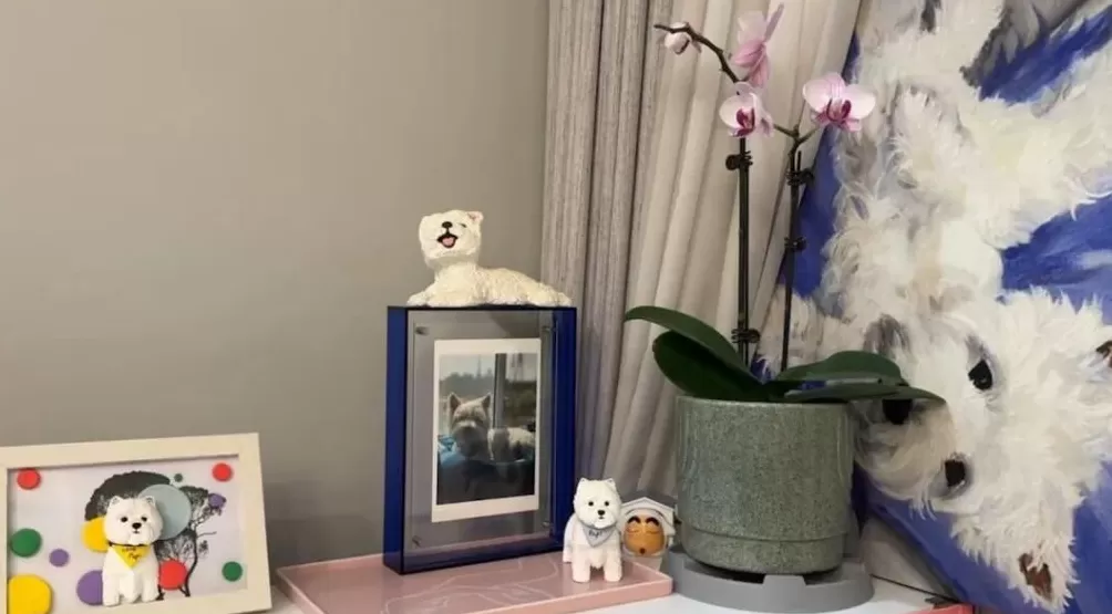 饲养13年小狗疑被投毒致死,她辞职为小狗追凶3年-第4张图片- 饲养13年小狗疑被投毒致死,她辞职为小狗追凶3年-第4张图片-