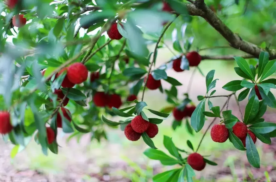 2025和合文化论坛今日开幕,在台州看见和合之美-第15张图片- 2025和合文化论坛今日开幕,在台州看见和合之美-第15张图片-