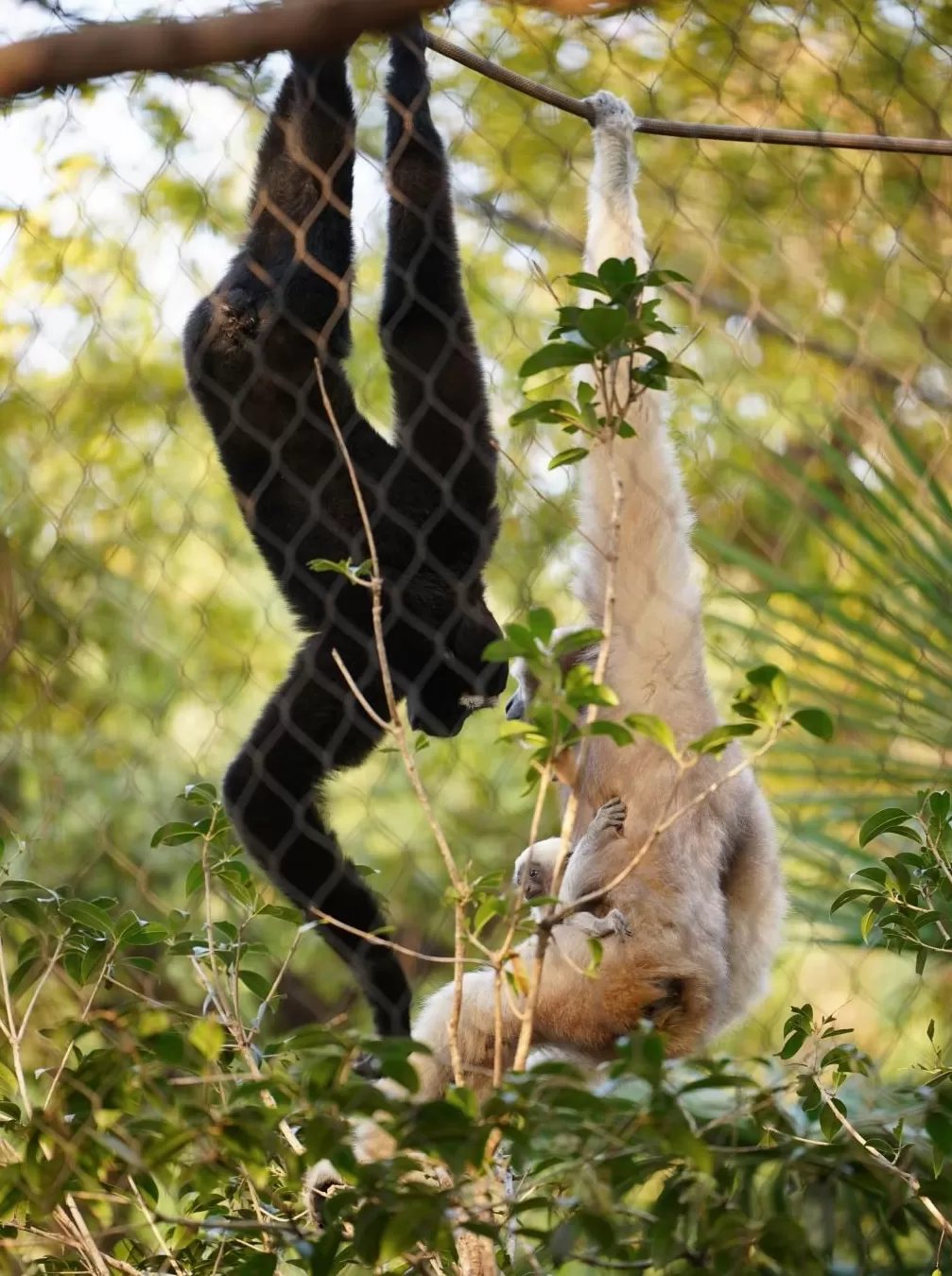 发展如何聆听土地？——动物理想家，奔赴从破壁向共野的和鸣-第3张图片-