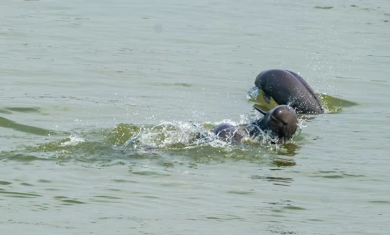 发展如何聆听土地？——动物理想家，奔赴从破壁向共野的和鸣-第5张图片-