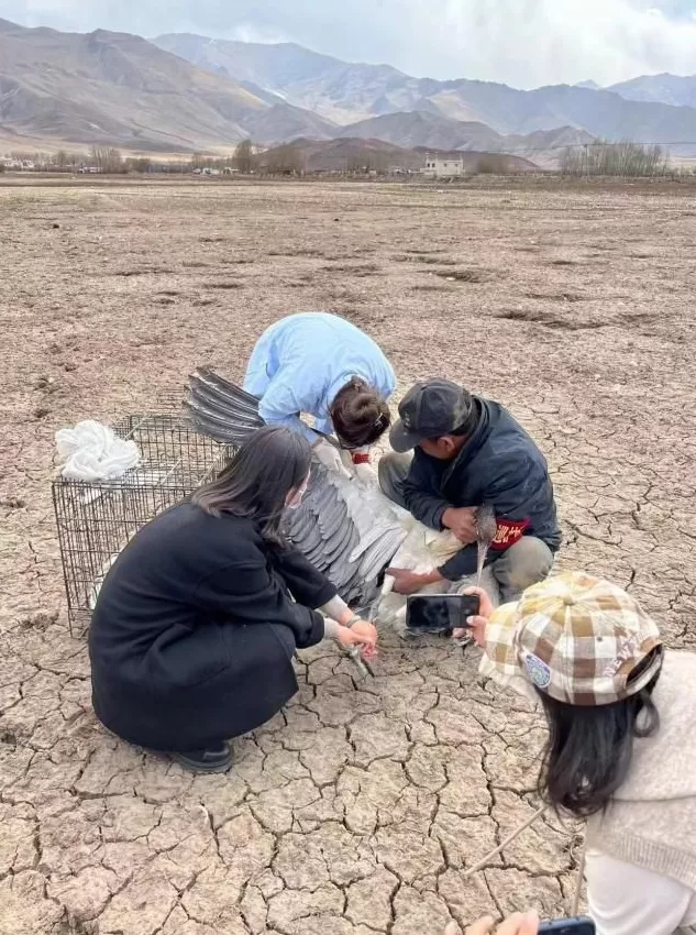 发展如何聆听土地？——动物理想家，奔赴从破壁向共野的和鸣-第10张图片-