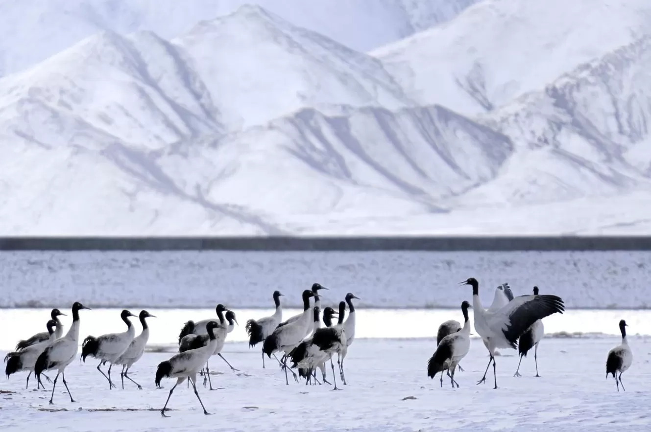 发展如何聆听土地？——动物理想家，奔赴从破壁向共野的和鸣-第13张图片-