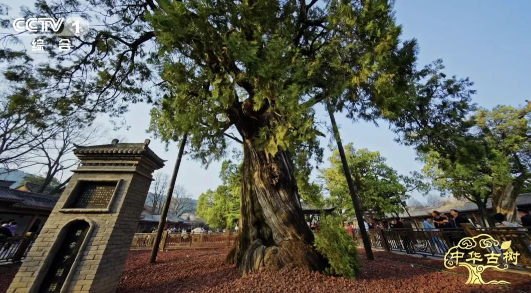 5000岁的黄帝手植柏被如何养护?请看这部央视纪录片-第1张图片- 5000岁的黄帝手植柏被如何养护?请看这部央视纪录片-第1张图片-