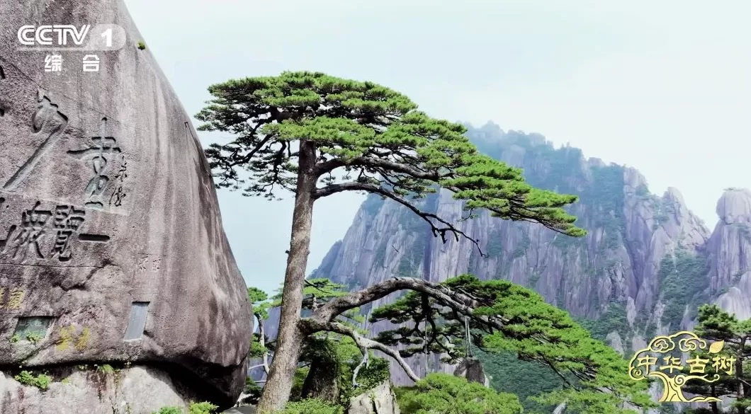 5000岁的黄帝手植柏被如何养护?请看这部央视纪录片-第2张图片- 5000岁的黄帝手植柏被如何养护?请看这部央视纪录片-第2张图片-